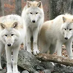Appartement Aux 3 Loups *