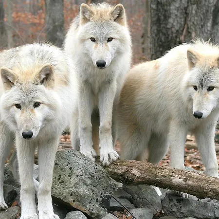 Apartment Aux 3 Loups *