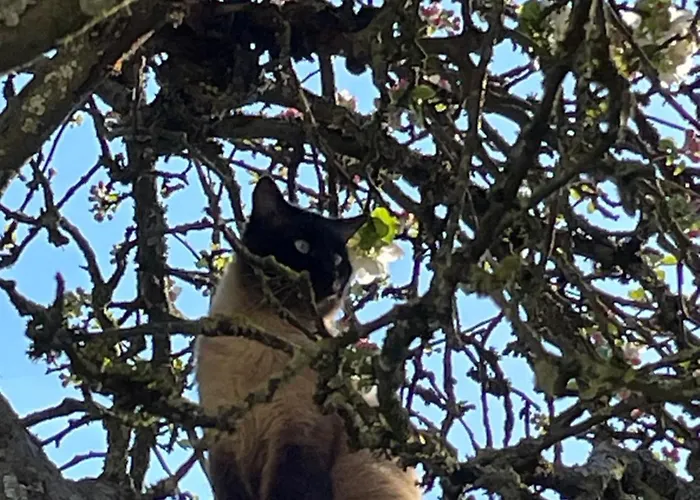 Aux 3 Loups Appartement Châtenois